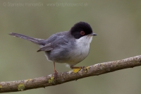 Penica bielohrdlá - Sylvia melanocephala - Sardinian Warbler