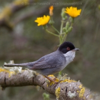 Penica bielohrdlá - Sylvia melanocephala - Sardinian Warbler