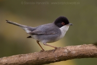 Penica bielohrdlá - Sylvia melanocephala - Sardinian Warbler