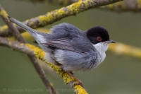 Penica bielohrdlá - Sylvia melanocephala - Sardinian Warbler
