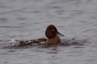 Chochlačka bielooká - Aythya nyrocca - Ferruginous Duck