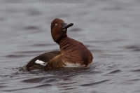 Chochlačka bielooká - Aythya nyrocca - Ferruginous Duck