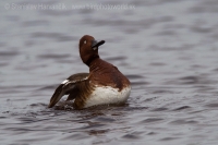 Chochlačka bielooká - Aythya nyrocca - Ferruginous Duck