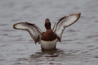 Chochlačka bielooká - Aythya nyrocca - Ferruginous Duck