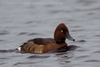 Chochlačka bielooká - Aythya nyrocca - Ferruginous Duck