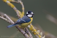Sýkorka saharská - Cyanistes (teneriffae) ultramarinus - African Blue Tit