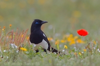 Straka saharská - Pica (pica) mauritanica - African Magpie