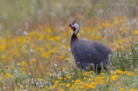 Perlička prilbatá - Numida meleagris - Helmeted Guineafowl