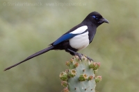 Straka saharská - Pica (pica) mauritanica - African Magpie