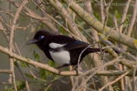 Straka saharská - Pica (pica) mauritanica - African Magpie