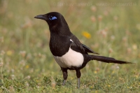 Straka saharská - Pica (pica) mauritanica - African Magpie