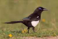 Straka saharská - Pica (pica) mauritanica - African Magpie