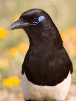 Straka saharská - Pica (pica) mauritanica - African Magpie