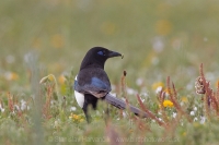 Straka saharská - Pica (pica) mauritanica - African Magpie