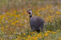 Perlička prilbatá - Numida meleagris - Helmeted Guineafowl