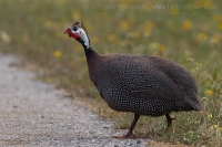 Perlička prilbatá - Numida meleagris - Helmeted Guineafowl