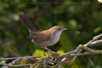 Cetia západná - Cettia cetti - Cetti´s Warbler