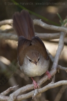 Cetia západná - Cettia cetti - Cetti´s Warbler