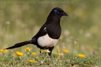 Straka saharská - Pica (pica) mauritanica - African Magpie