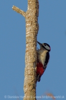 Ďateľ veľký - Dendrocopos major lynesi - Great Spotted Woodpecker