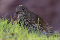 Drozd trskotavý - Turdus viscivorus - Mistle Thrush