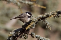 Sýkorka uhliarka - Periparus ater - Coal Tit