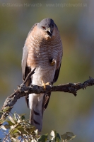 Jastrab krahulec - Accipiter nisus punicus - Sparrowhawk