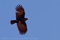 Čavka červenozobá - Pyrrhocorax pyrrhocorax - Red-billed Chough