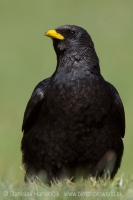 Čavka žltozobá - Pyrrhocorax graculus - Alpine Chough