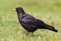 Čavka žltozobá - Pyrrhocorax graculus - Alpine Chough