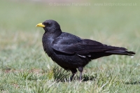 Čavka žltozobá - Pyrrhocorax graculus - Alpine Chough