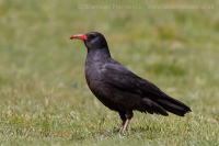 Čavka červenozobá - Pyrrhocorax pyrrhocorax - Red-billed Chough