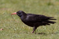 Čavka červenozobá - Pyrrhocorax pyrrhocorax - Red-billed Chough