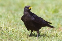 Čavka žltozobá - Pyrrhocorax graculus - Alpine Chough 