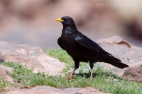 Čavka žltozobá - Pyrrhocorax graculus - Alpine Chough