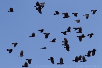 Čavka žltozobá - Pyrrhocorax graculus - Alpine Chough