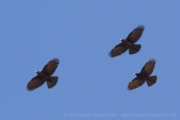 Čavka žltozobá - Pyrrhocorax graculus - Alpine Chough