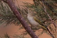 Kolibiarik horský - Phylloscopus bonelli - Western Bonelli´s Warbler