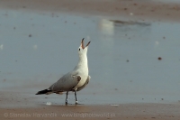 Čajka ostrovná - Ichthyaetus (Larus) audouinii - Audouin´s Gull