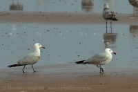 Čajka ostrovná - Ichthyaetus (Larus) audouinii - Audouin´s Gull