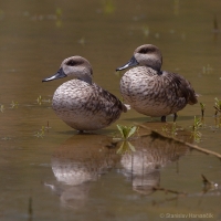 Kačka úzkozobá - Marbled Duck