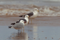 Čajka ostrovná - Ichthyaetus (Larus) audouinii - Audouin´s Gull