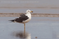 Čajka tmavá - Larus fuscus - Baltic Gull