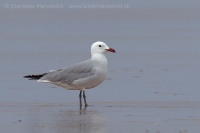 Čajka ostrovná - Ichthyaetus (Larus) audouinii - Audouin´s Gull