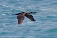 Kormorán bieloprsý/marocký - Phalacrocorax (c.) lucidus/maroccanus - Cormorant