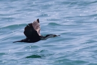 Kormorán bieloprsý/marocký - Phalacrocorax (c.) lucidus/maroccanus - Cormorant