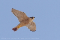 Sokol sťahovavý - Falco peregrinus - Peregrine Falcon