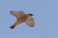 Sokol sťahovavý - Falco peregrinus - Peregrine Falcon