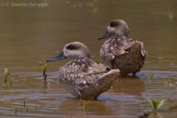 Kačka úzkozobá - Marbled Duck