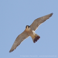 Sokol sťahovavý - Falco peregrinus - Peregrine Falcon